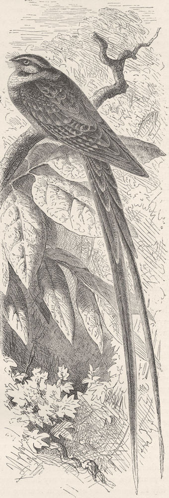 BIRDS. Argentine fork-tailed nightjar  1895 old antique vintage print picture